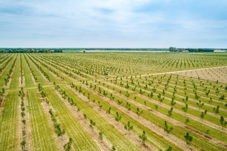 societa-agricola-billotto-noceto2